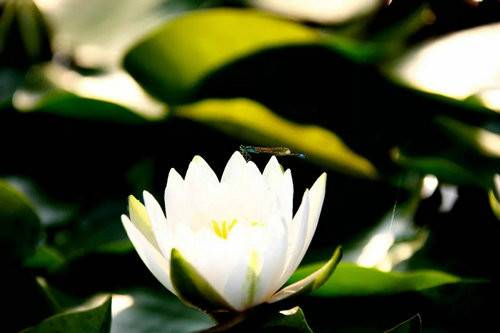 美在四季美在清明上河園