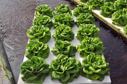 中以高效農(nóng)業(yè)示范園水培蔬菜
