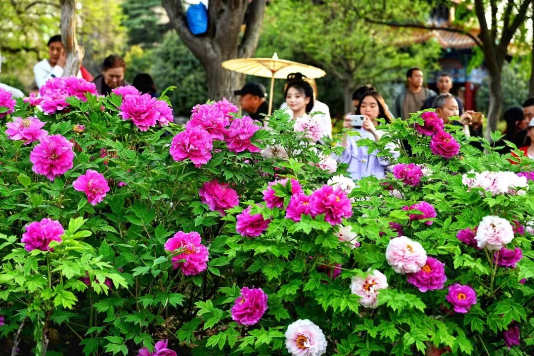  老家河南網-洛陽是如何以花為媒，打造城市文旅名片的？
