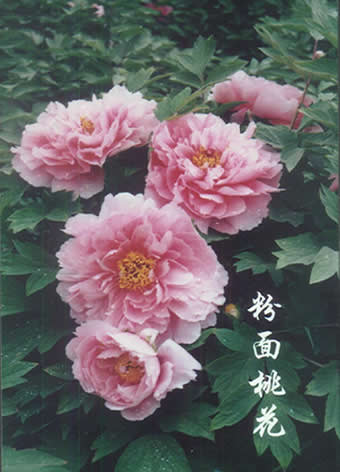  老家河南網-洛陽牡丹花會