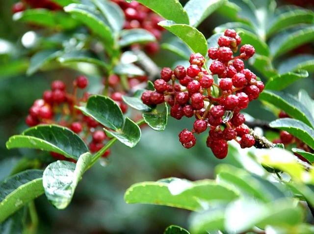  老家河南網-靈寶市函谷關鎮梨灣源村：特色花椒種植開啟致富之路