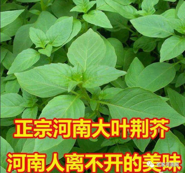  老家河南網-荊芥，河南人的一味鄉愁！