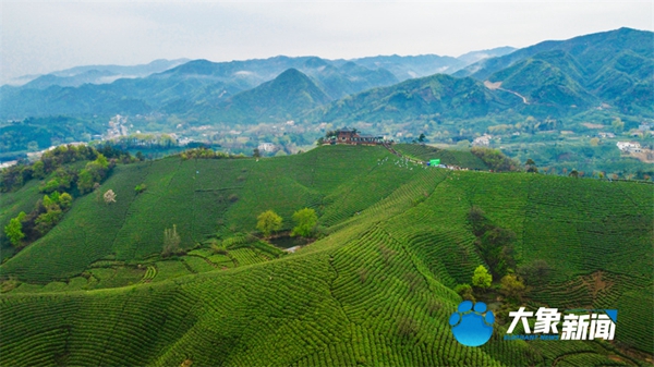 老家河南網(wǎng)-信陽(yáng)毛尖國(guó)家地理標(biāo)志產(chǎn)品保護(hù)示范區(qū)獲批籌建
